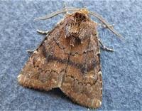 Attēlu rezultāti vaicājumam “Rusina ferruginea”