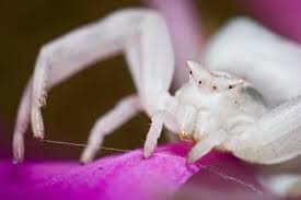 Attēlu rezultāti vaicājumam “Misumena vatia”