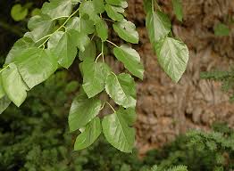 Attēlu rezultāti vaicājumam “Morus alba leaf”