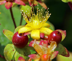 Attēlu rezultāti vaicājumam “Hypericum perforatum flower”