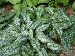 Attēlu rezultāti vaicājumam “Pulmonaria saccharata leaf”