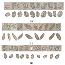 Attēlu rezultāti vaicājumam “Badhamiopsis ainoae spores”