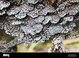 Attēlu rezultāti vaicājumam “Physarum leucophaeum stalked”