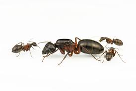 Attēlu rezultāti vaicājumam “Camponotus herculeanus”