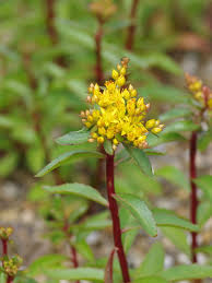 Attēlu rezultāti vaicājumam “Sedum aizoon”