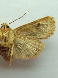 Attēlu rezultāti vaicājumam “Conistra rubiginea”