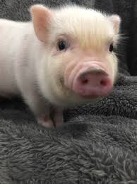 Bildresultat för pigs