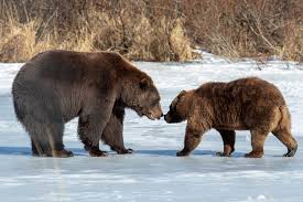 Image result for brown bear