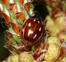 Attēlu rezultāti vaicājumam “Myzia oblongoguttata”