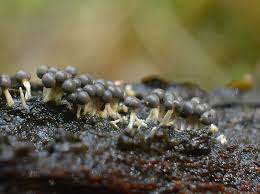 Attēlu rezultāti vaicājumam “Diderma chondrioderma spores”