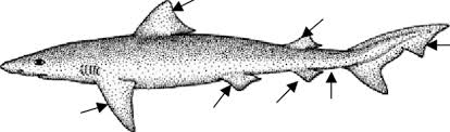 Image result for Galeorhinus galeus