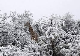 Image result for snow africa
