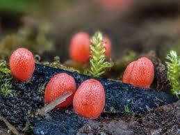 Attēlu rezultāti vaicājumam “Lycogala conicum young”