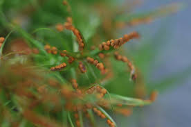 Attēlu rezultāti vaicājumam “Badhamia lilacina plasmodium”