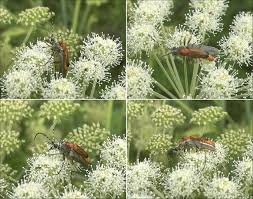 Attēlu rezultāti vaicājumam “Rhagonycha fulva”