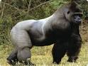 Types of Apes Species In The World