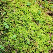 Attēlu rezultāti vaicājumam “Thuidium”