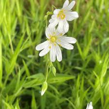 Attēlu rezultāti vaicājumam “Stellaria holostea flower”