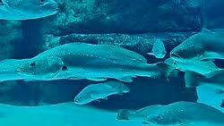 Image result for Argyrosomus japonicus