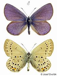 Attēlu rezultāti vaicājumam “Vacciniina optilete female”