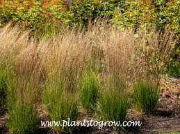 Attēlu rezultāti vaicājumam “Molinia caerulea flower”