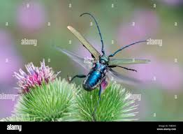 Attēlu rezultāti vaicājumam “Aromia moschata”