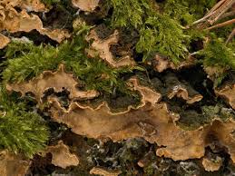 Attēlu rezultāti vaicājumam “Stereum rugosum”