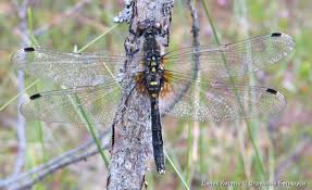 Attēlu rezultāti vaicājumam “Leucorrhinia albifrons female”