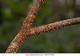 Attēlu rezultāti vaicājumam “Nectria cinnabarina”