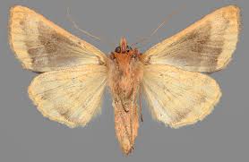 Attēlu rezultāti vaicājumam “Autographa excelsa”