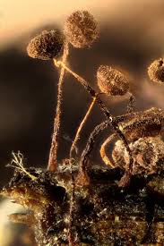 Attēlu rezultāti vaicājumam “Cribraria cancellata var. fusca spores”