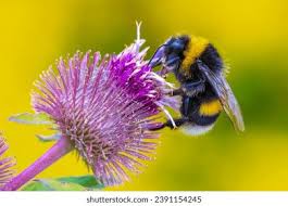 Attēlu rezultāti vaicājumam “Bombus terrestris”