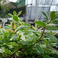 Attēlu rezultāti vaicājumam “Mentha spicata”