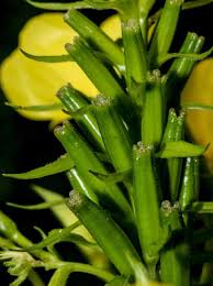 Attēlu rezultāti vaicājumam “Onagraceae”