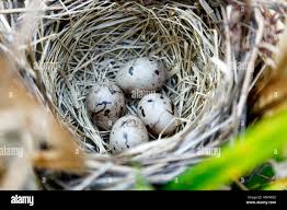 Attēlu rezultāti vaicājumam “Emberiza schoeniclus eggs”