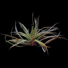 Attēlu rezultāti vaicājumam “Cribraria costata macro”