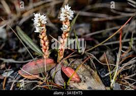 Attēlu rezultāti vaicājumam “Bistorta vivipara flower”