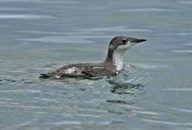 Image result for Brachyramphus perdix