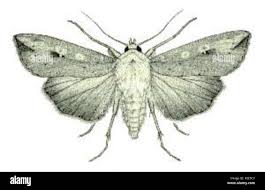 Attēlu rezultāti vaicājumam “Mythimna sp.”