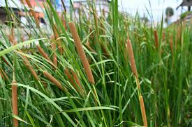 Image result for Rohrkolben