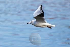 Attēlu rezultāti vaicājumam “Larus ridibundus adult”