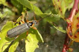 Attēlu rezultāti vaicājumam “Cantharis rustica”