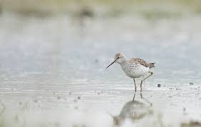 Attēlu rezultāti vaicājumam “Tringa stagnatilis”