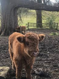 Image result for Poloc Cricket Club