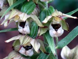 Attēlu rezultāti vaicājumam “Epipactis helleborine flower”