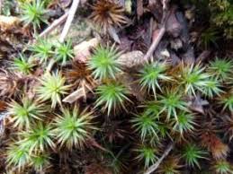 Attēlu rezultāti vaicājumam “Polytrichastrum longisetum”