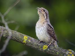 Attēlu rezultāti vaicājumam “Jynx torquilla adult”