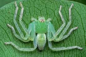 Attēlu rezultāti vaicājumam “Sparassidae”