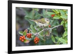 Image result for Vermivora peregrina