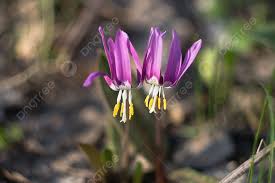 Attēlu rezultāti vaicājumam “Erythronium sibiricum”